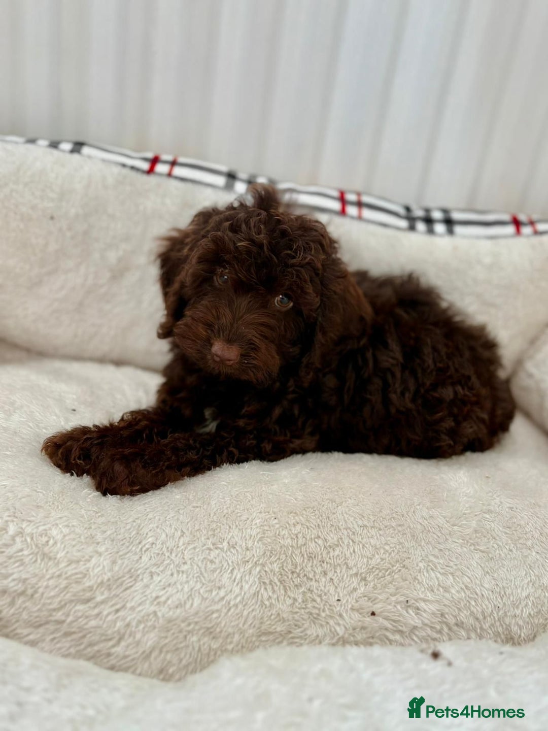 Cockapoo dogs for sale: BEAUTIFUL COCKERPOO PUPPIES  - Image 9