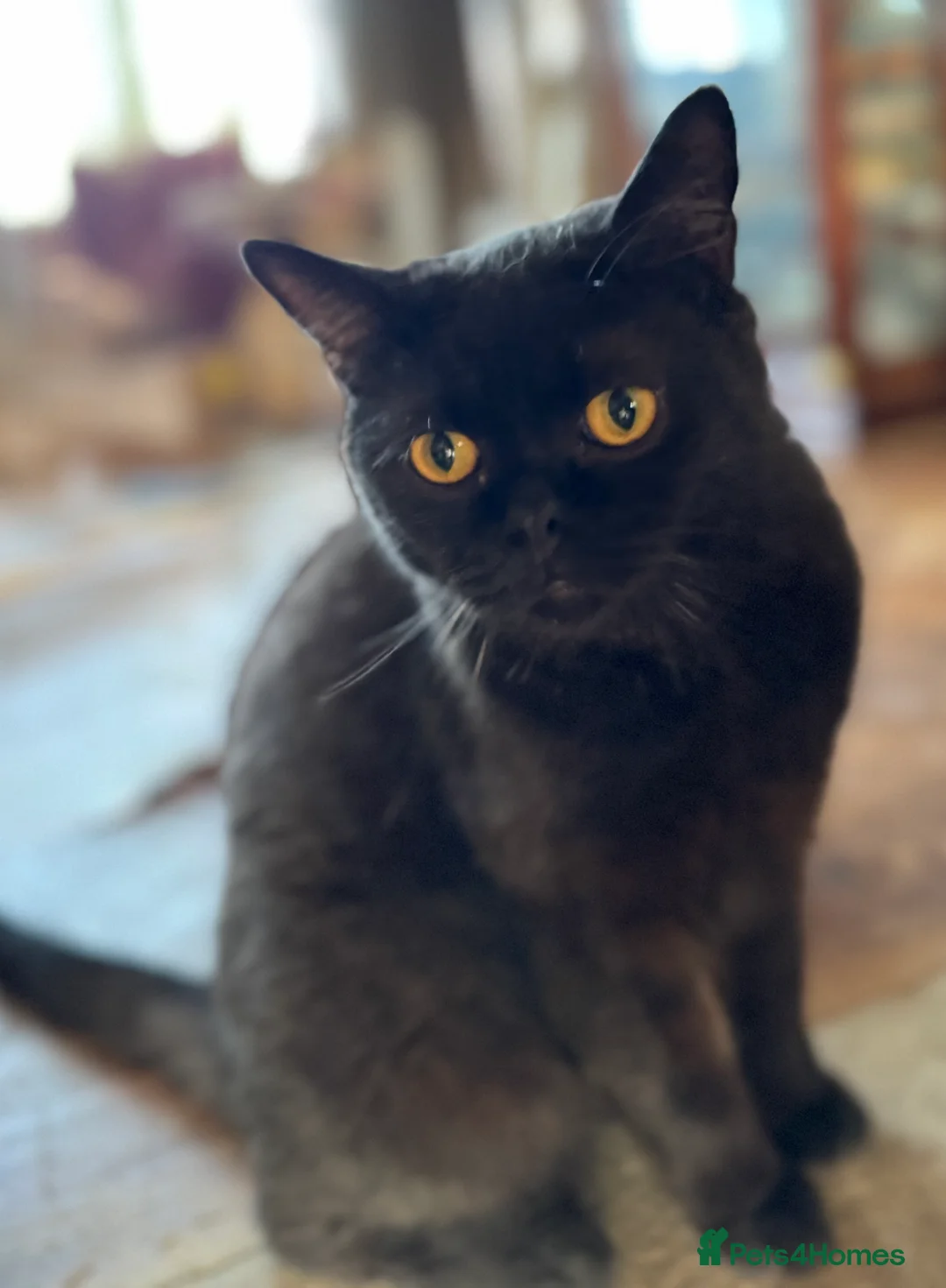 British Shorthair cats for sale: ❤️ Gentle Adult BSH Cats Searching for a Home ❤️ - Advert 10