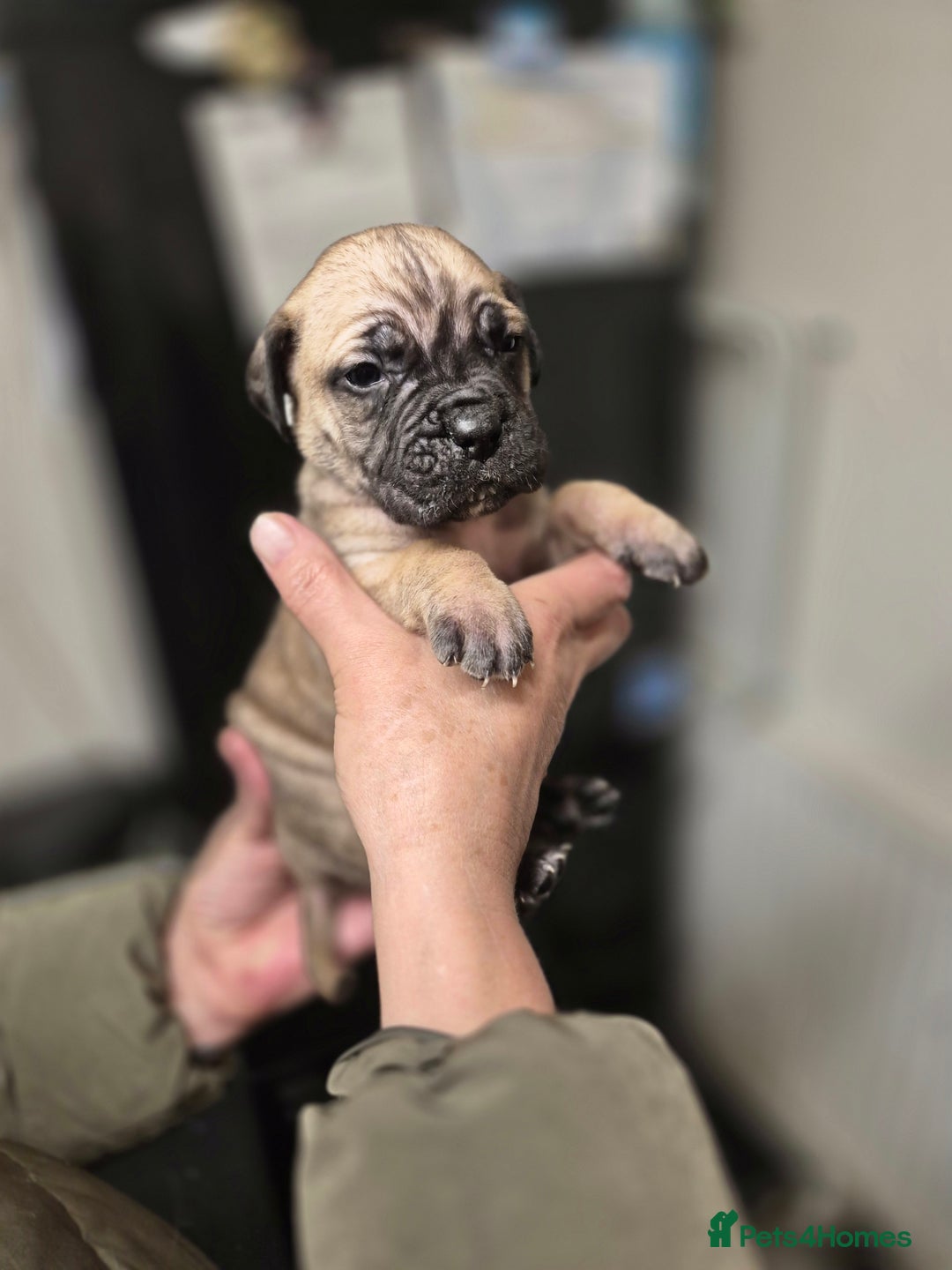 Cane Corso dogs for sale: Mum (3/4 cane corse) Dad (Full Cane corso)KANO - Advert 4