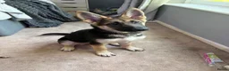 German Shepherd dogs for sale: Female German Shepard - Advert 4