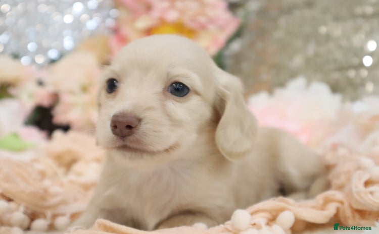 Miniature Dachshund dogs - Advert 3