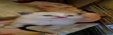 Ragdoll 1