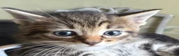 Mixed Breed cats for sale: Home Reared Kittens – ready Sat 11th July - Advert 8