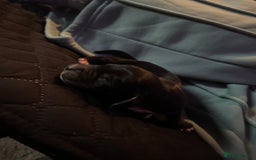 Cockalier dogs for sale: ‼️‼️Best ** grift ever‼️‼️ - Image 13