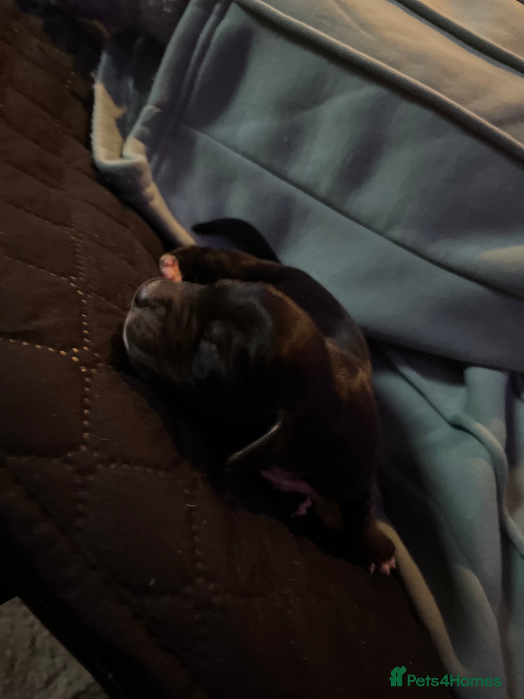Cockalier dogs for sale: ‼️‼️Best ** grift ever‼️‼️ - Image 13
