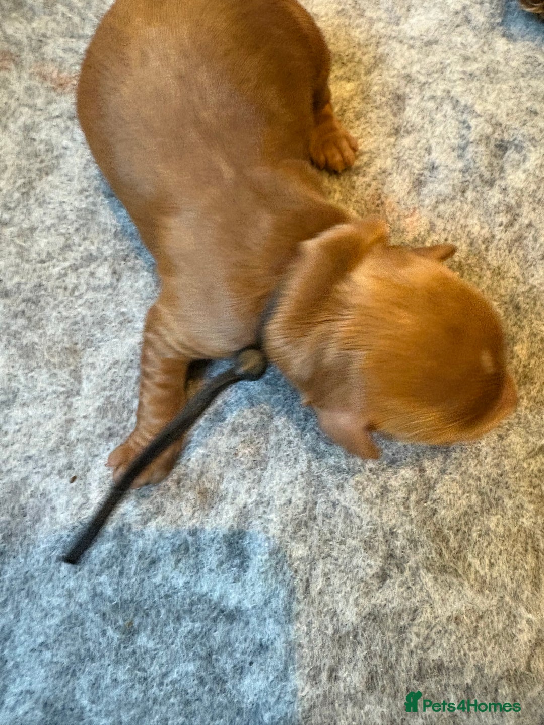 Cockapoo dogs for sale: Red, Chocolate and Merle Cockapoo Puppies - Image 3