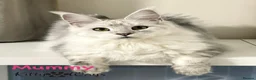 Maine Coon cats for sale: 🐾💠 *TICA REG* SILVER MAINE COON KITTENS 💠🐾 - Advert 12