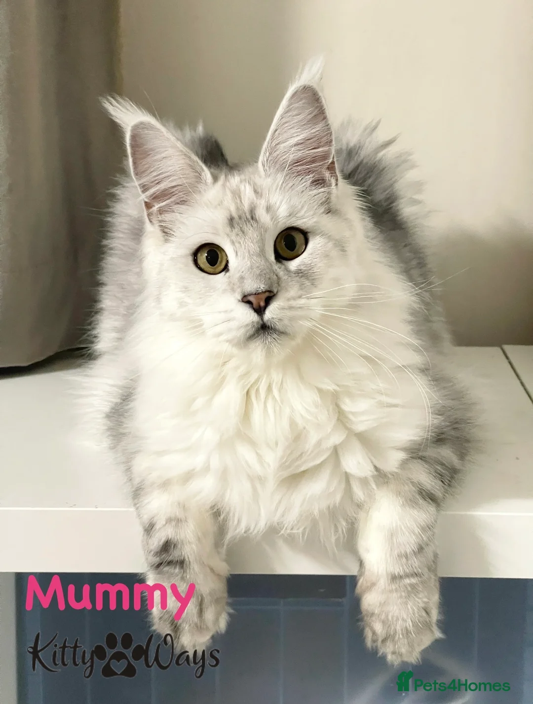 Maine Coon cats for sale: 🐾💠 *TICA REG* SILVER MAINE COON KITTENS 💠🐾 - Advert 12