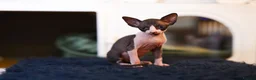 Sphynx cats for sale: Two male Sphynx Kittens  - Advert 6