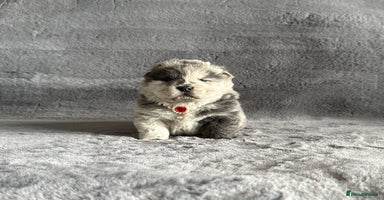 Chow Chow dogs - Advert 7