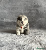 Chow Chow dogs - Advert 7