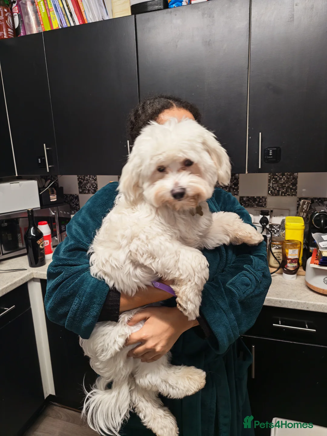 Mixed Breed dogs for sale: Maltipoo x Coton de Tulear Puppies – 5 Males - Advert 39