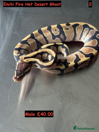 Python Snake reptiles Baby Ball Python's - Advert 2