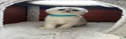 Scottish Fold cats for sale: Adorable Scottish Fold Kitten - Advert 20