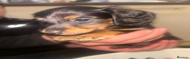 Miniature Dachshund Puppy 2