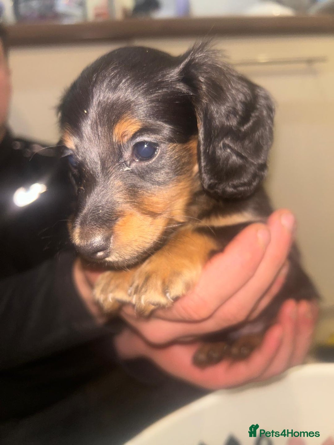 Miniature Dachshund dogs for sale: EXCEPTIONAL KC REG BRINDLE POINTED PUPS - Advert 9