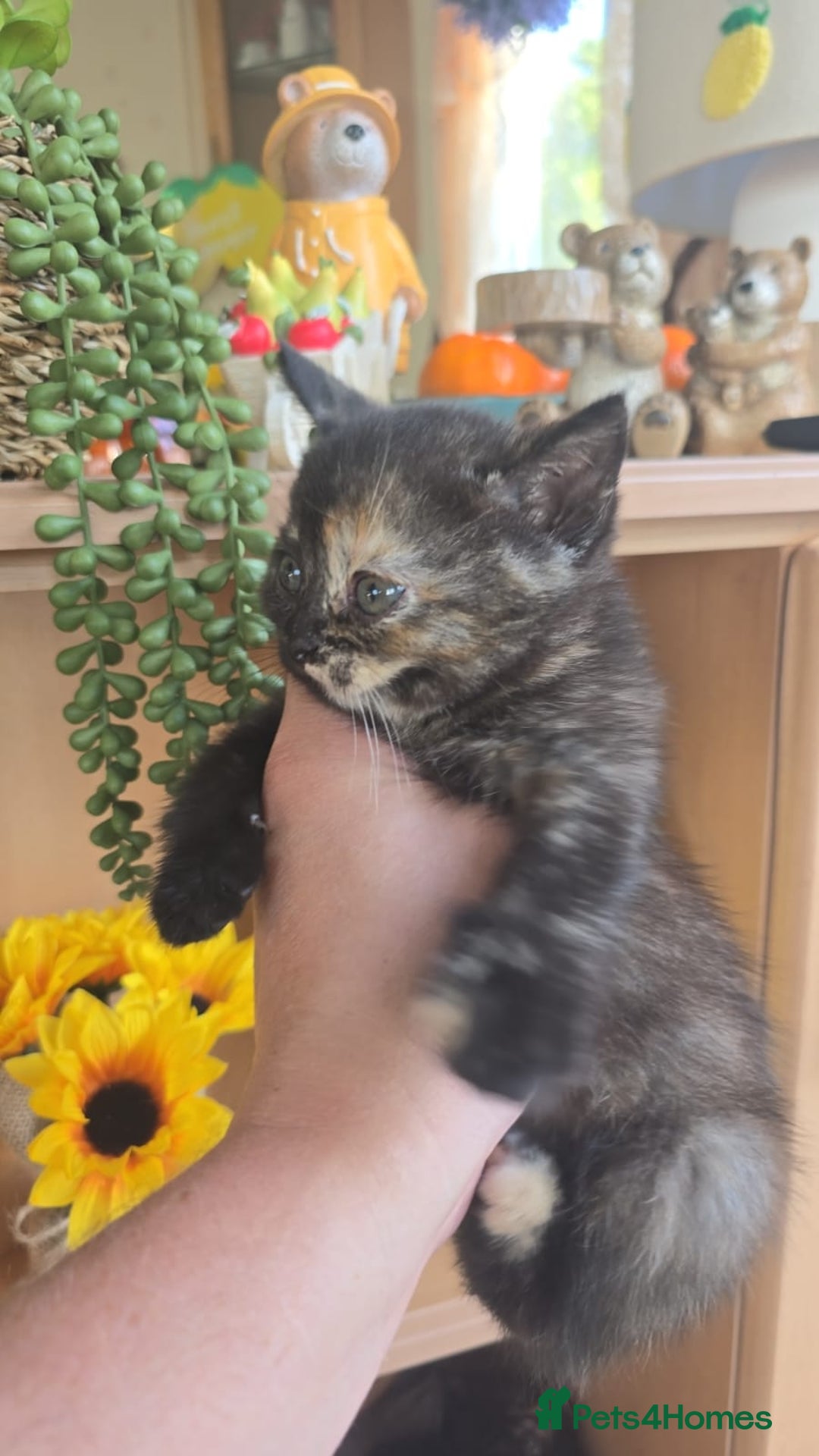 British Shorthair cats for sale: British shorthair kittens available 5 girls left  - Image 9