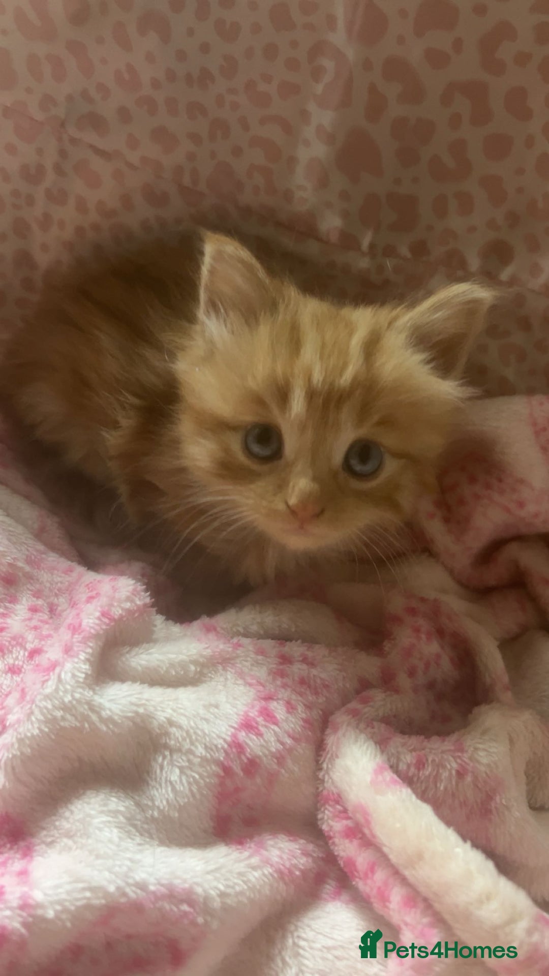 British Longhair cats for sale: 1 male and 1 female 15 week old kittens - Image 10