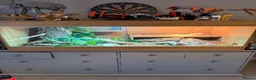 Skink reptiles for sale: Eastern Blue-Tongue Skink with Vivarium and set-up in Rickmansworth - Advert 5