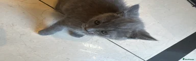 British Shorthair Kitten 5