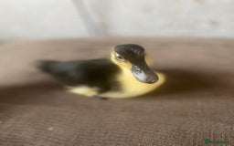 Ducks poultry for sale: Ducklings for sale  - Image 1