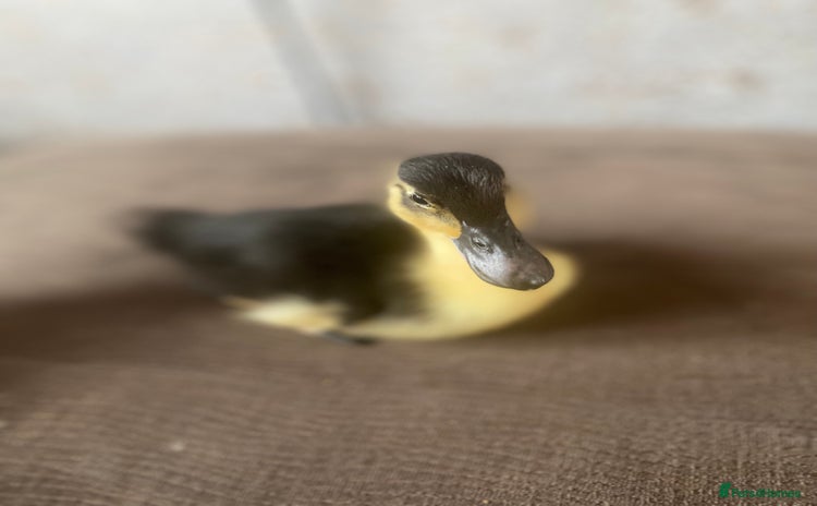 Ducks poultry - Advert 14