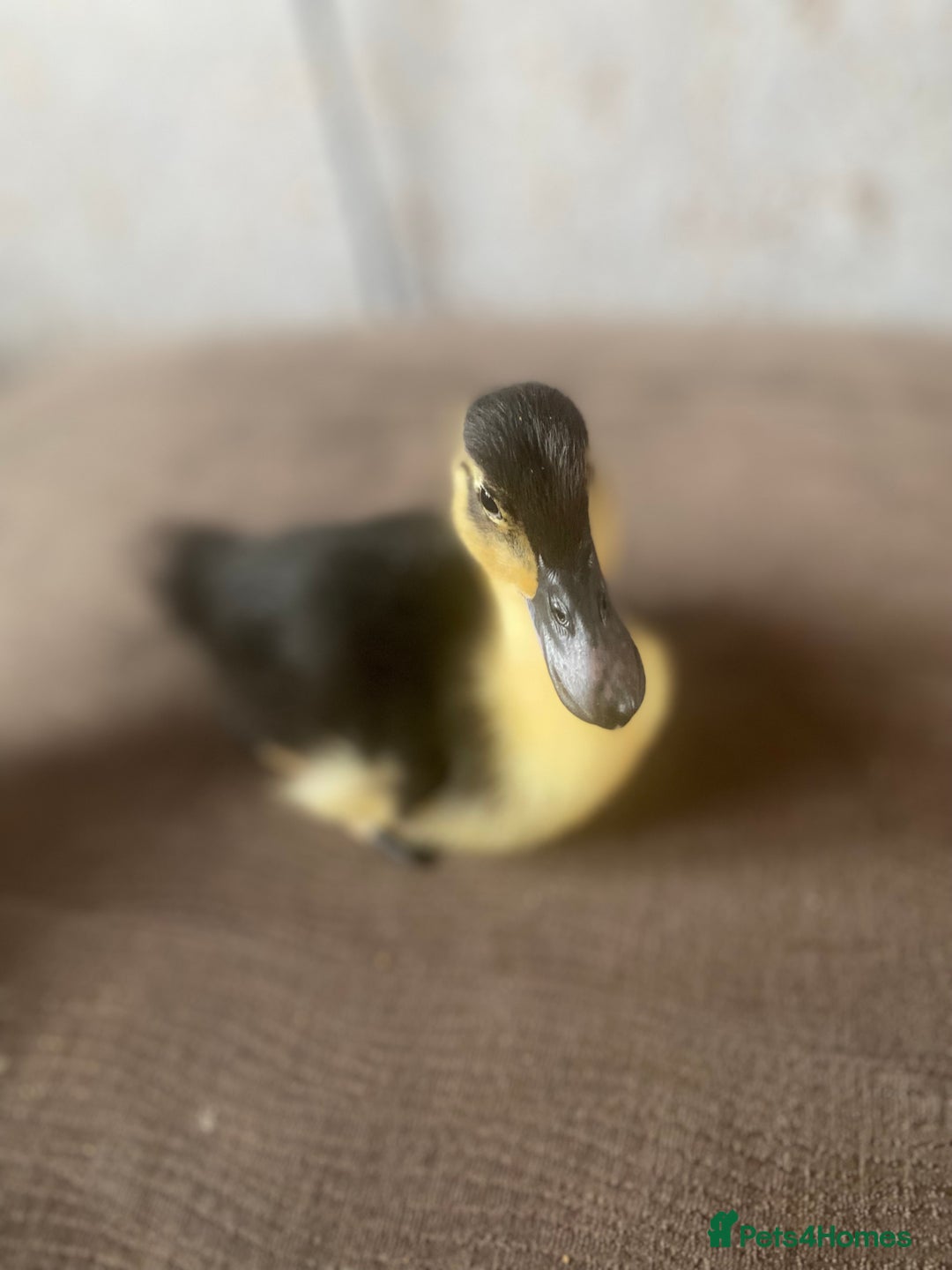 Ducks poultry for sale: Ducklings for sale  - Image 1
