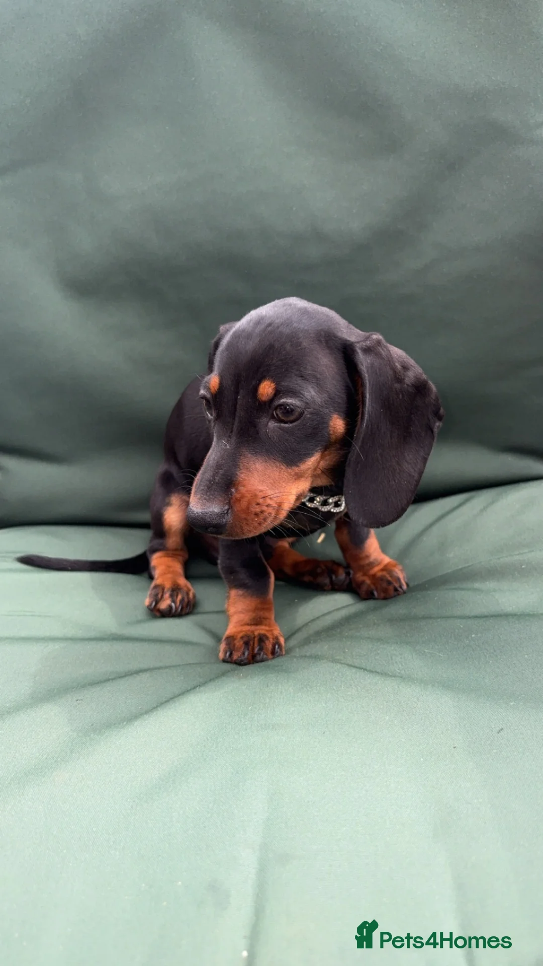 Dachshund dogs for sale: 1 male miniature dachshund  in Huntingdon - Advert 2