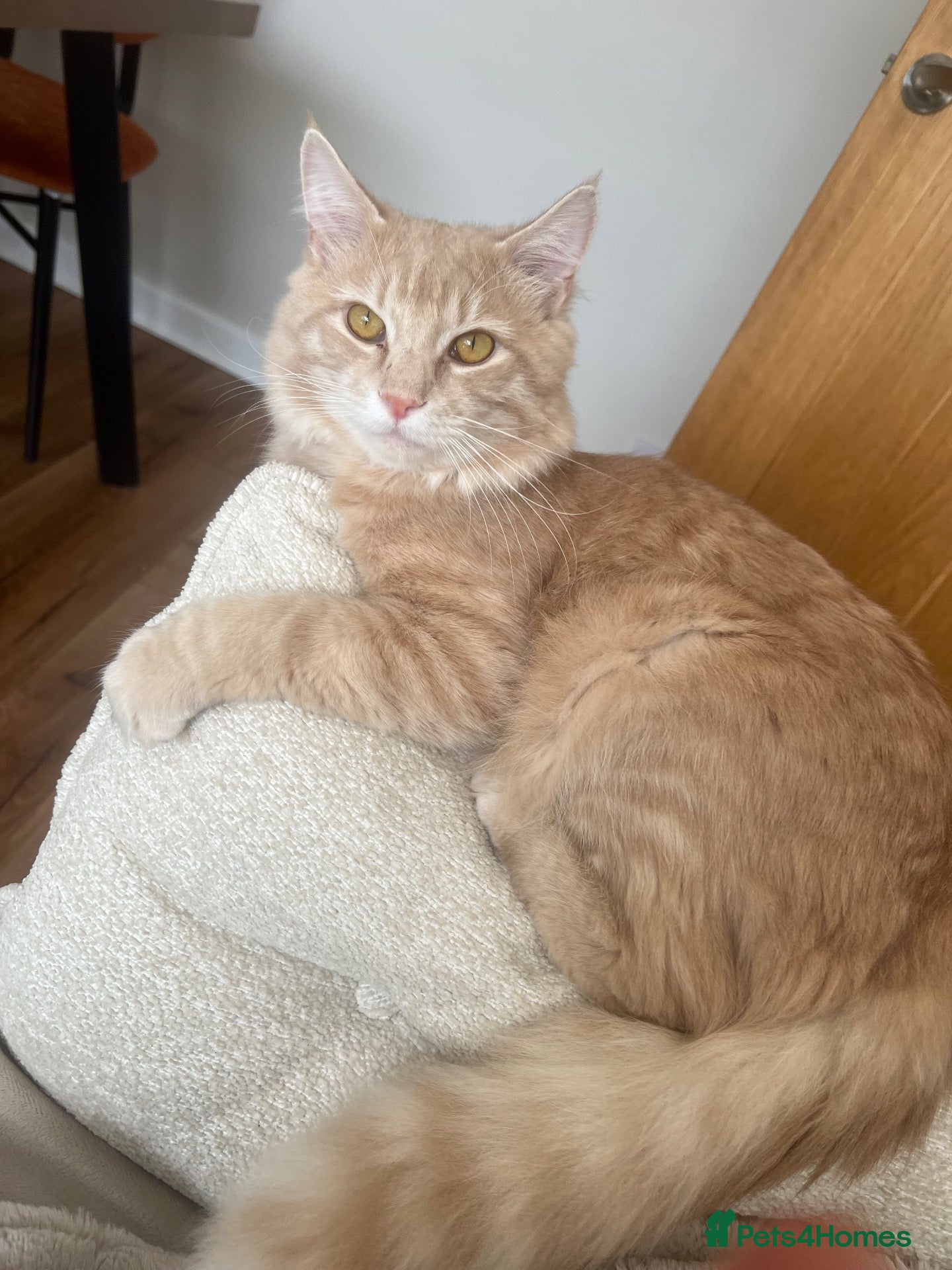 Maine Coon cats Main Coon 6 Months Cream/light Ginger  - Advert 4