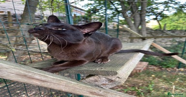 Burmese cats - Advert 2