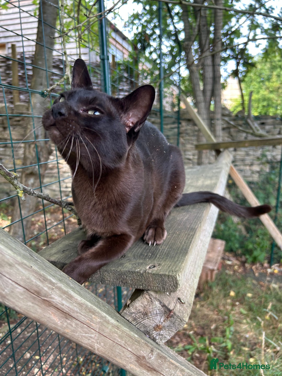 Burmese cats for sale: Pedigree Burmese retired queen and stud   - Image 11