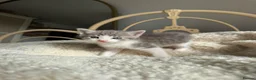 British Shorthair cats for sale: Beautiful litter or British shorthair x kittens   - Advert 5