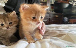 Mixed Breed cats for sale:  Fluffy Ginger Boy & Fluffy Tabby Girl Kitten - Image 15