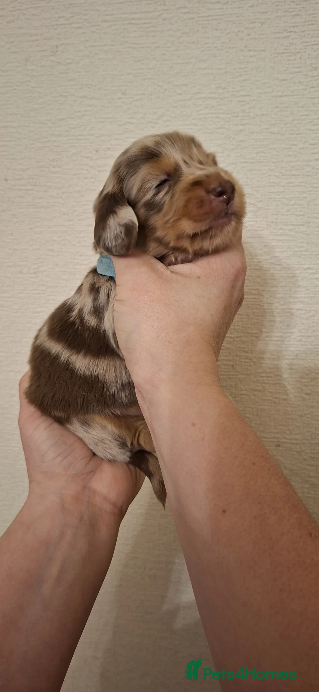 Miniature Dachshund dogs for sale: 5 gorgeous longhaired dachshunds!! 0.0% COI - Advert 2
