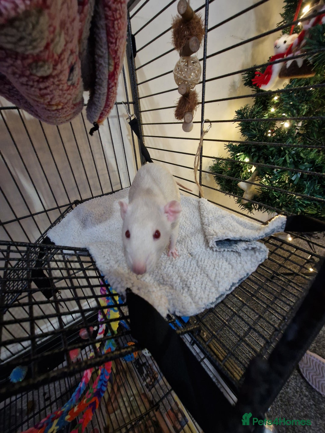 Rat rodents for sale: 3 Male rats and set up - Advert 3