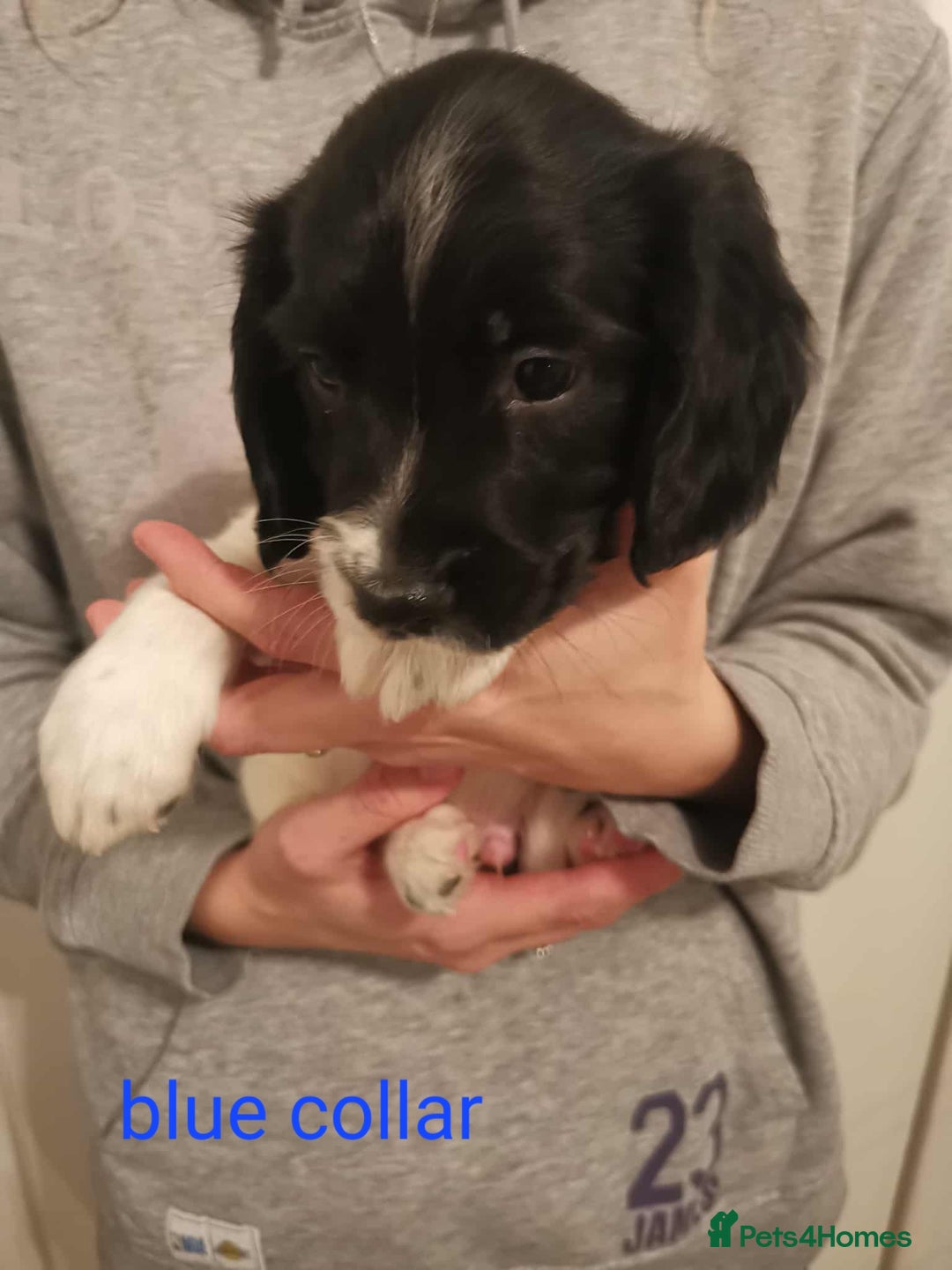 English Springer Spaniel dogs for sale: 🐶 Chunky Springer Spaniel Puppies 🏡 - Advert 6