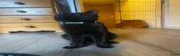 Domestic Shorthair cats for sale: 10 month old black boy cat  in Birmingham - Advert 4