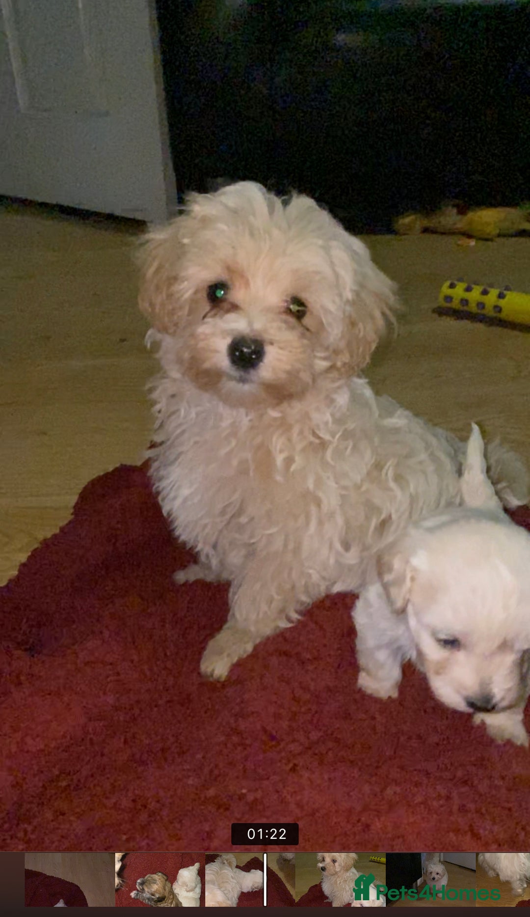 Maltipoo dogs for sale: Gorgeous maltipoo puppies 🐩 - Advert 2