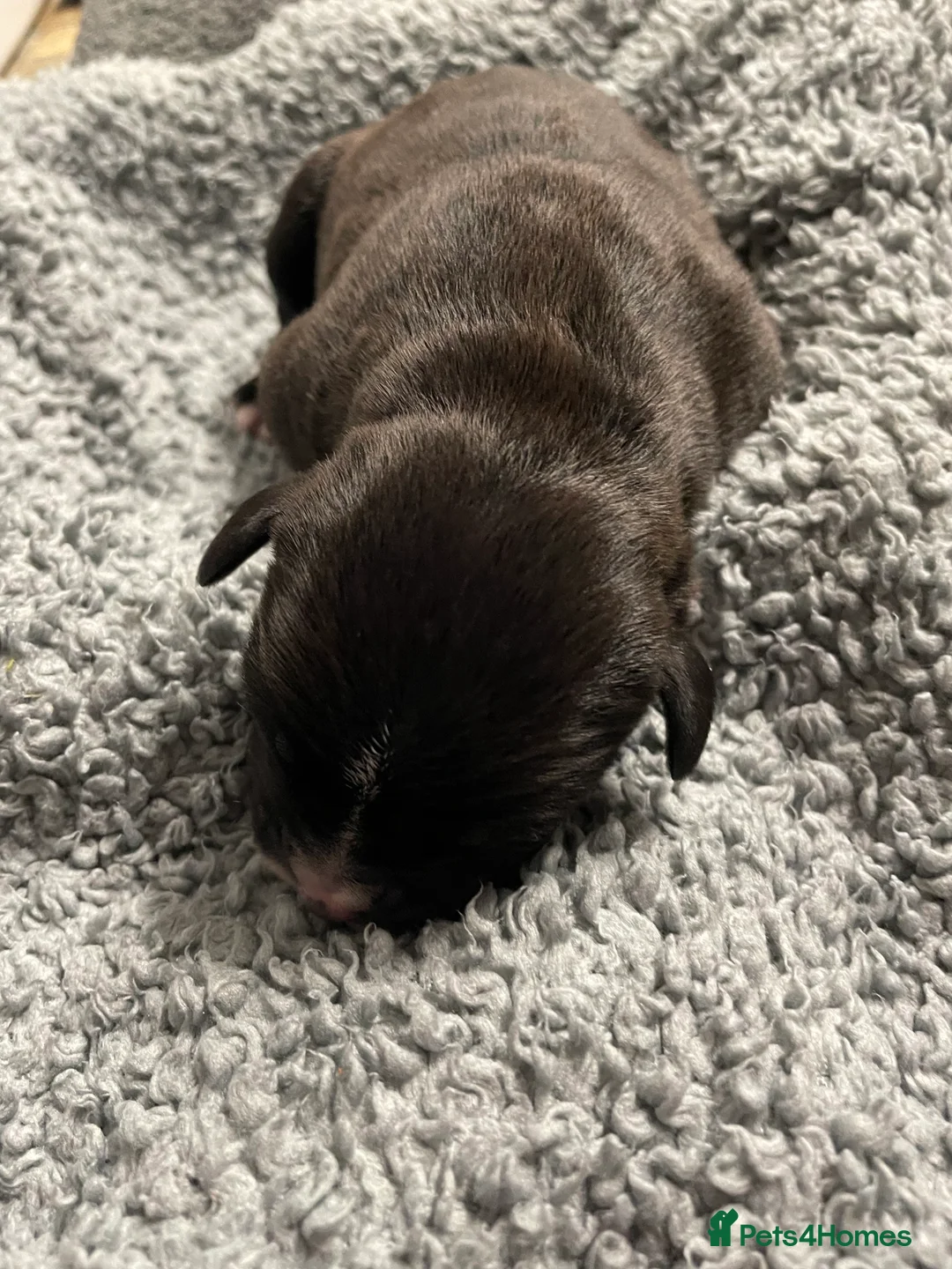 Staffordshire Bull Terrier dogs for sale: Staffordshire Bull Terrier Pups 💙🩷 - Advert 23