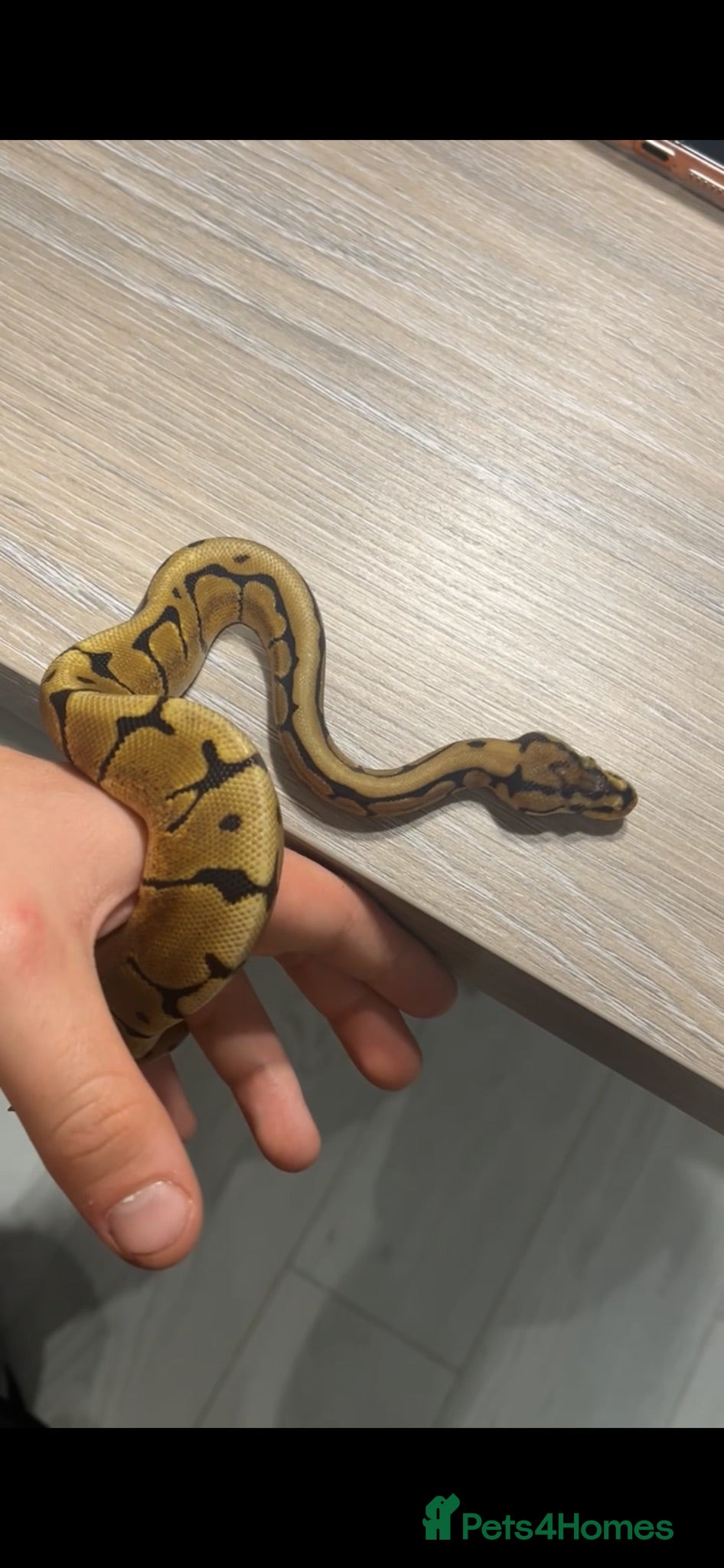 Python Snake reptiles Spider 66% het albino clown royal python  - Advert 2