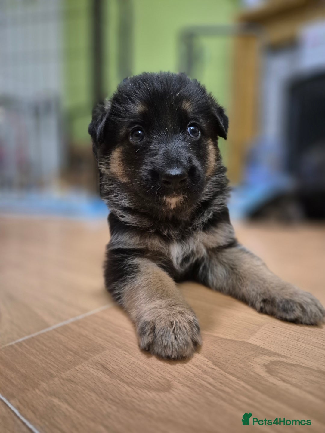 German Shepherd dogs for sale: Straight back German shepherd puppies for sale - Image 9