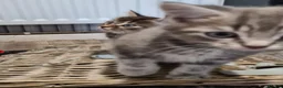 Mixed Breed cats for sale: Kittens  - Advert 10