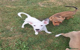 Mixed Breed dogs for adoption: Kira for adoption - Image 2