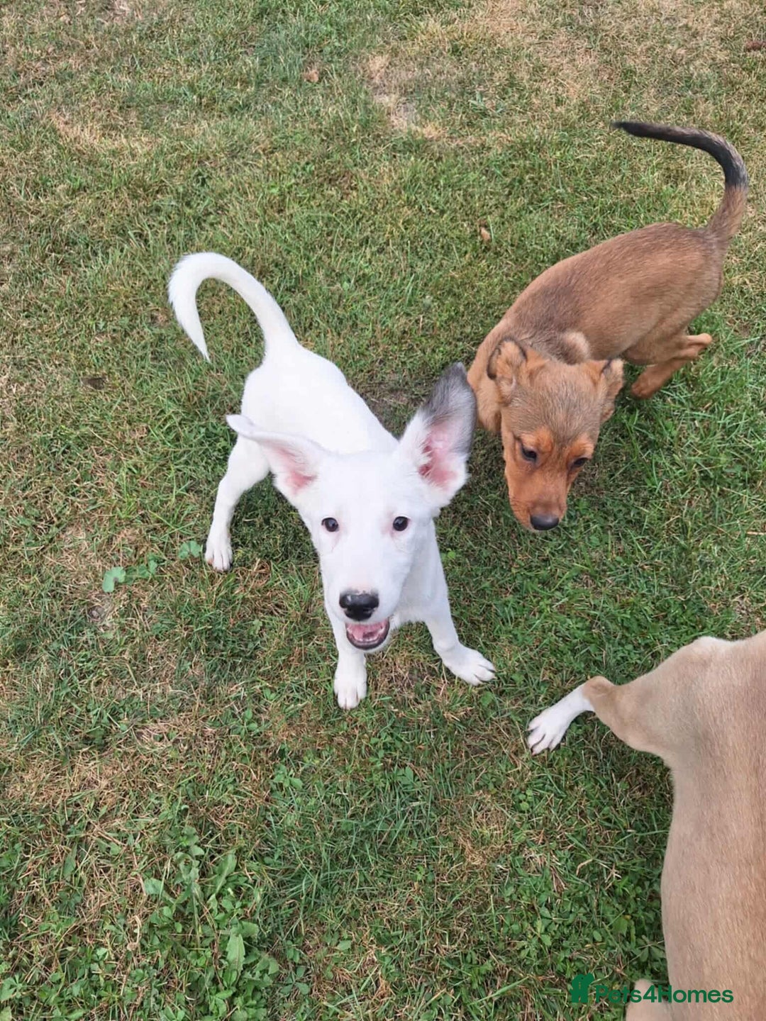 Mixed Breed dogs for adoption: Kira for adoption - Image 2