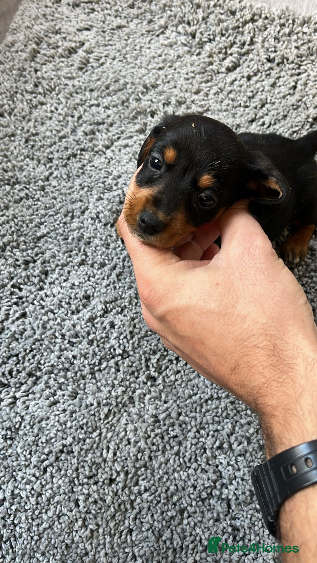 Miniature Dachshund dogs for sale: Exceptional Miniature Dachshund Puppies! - Advert 7