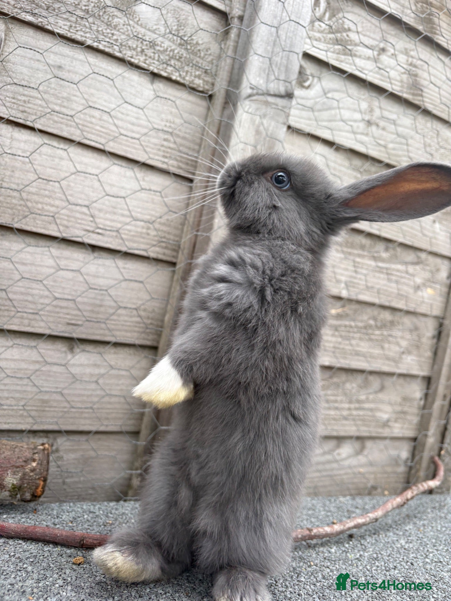 Mixed Breed rabbits Mini lop cross bunnies READY NOW  - Advert 8