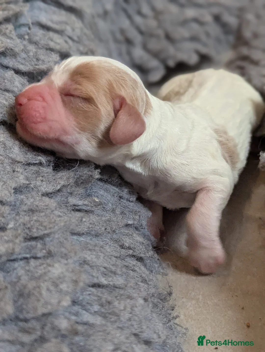 Cocker Spaniel dogs for stud: KC Pedigree Cocker Spaniel FULL DNA TESTS in Bristol - Advert 11