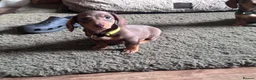 Miniature Dachshund dogs for sale: Dachshund puppies.. miniature  - Advert 2