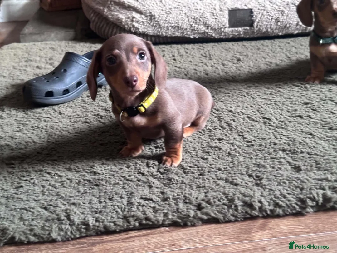 Miniature Dachshund dogs for sale: Dachshund puppies.. miniature  - Advert 2