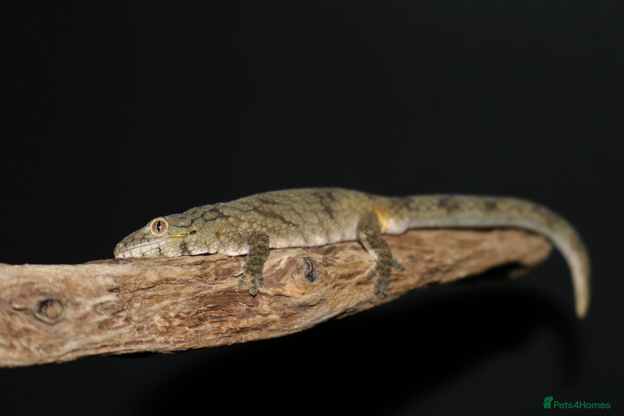 Gecko reptiles Eurydactylodes vieillardi - chameleon gecko - Advert 1